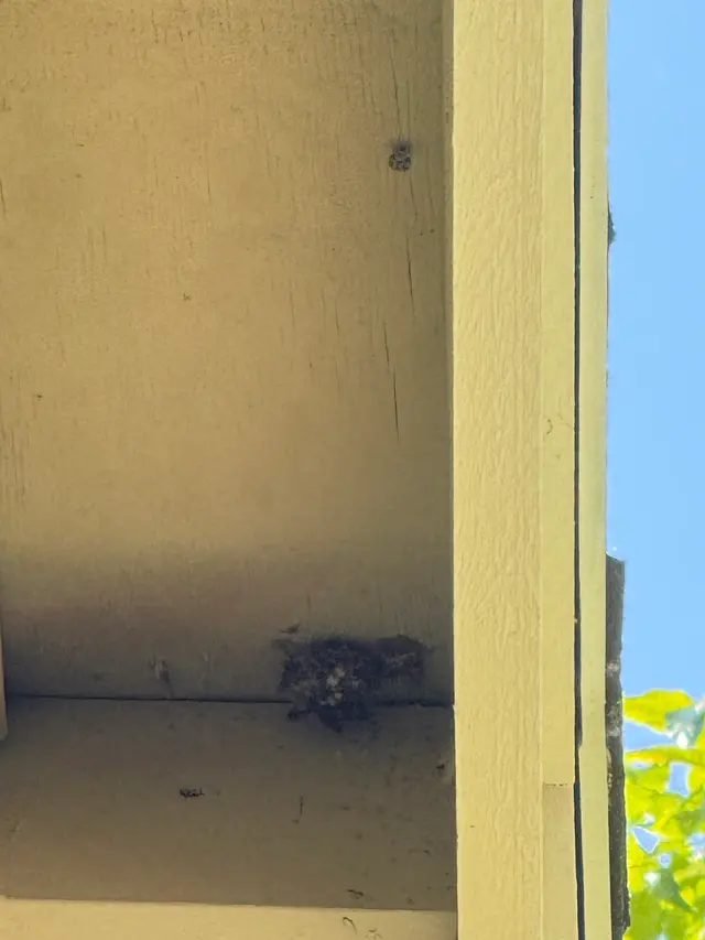 Pointe Pest Control - Portland — customer photo 10