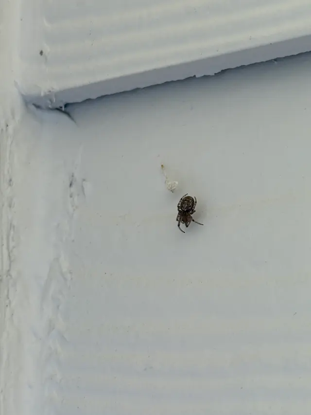 Pointe Pest Control - Portland — customer photo 11