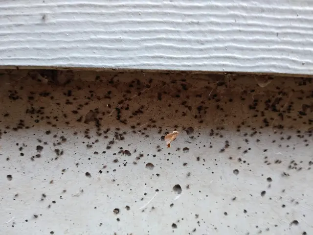 Pointe Pest Control - Portland — customer photo 4