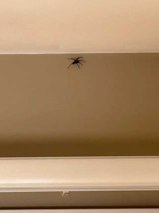 Pointe Pest Control - Beaverton — customer photo 7