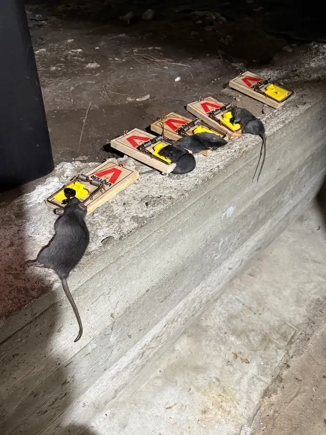 Pointe Pest Control - Beaverton — customer photo 4
