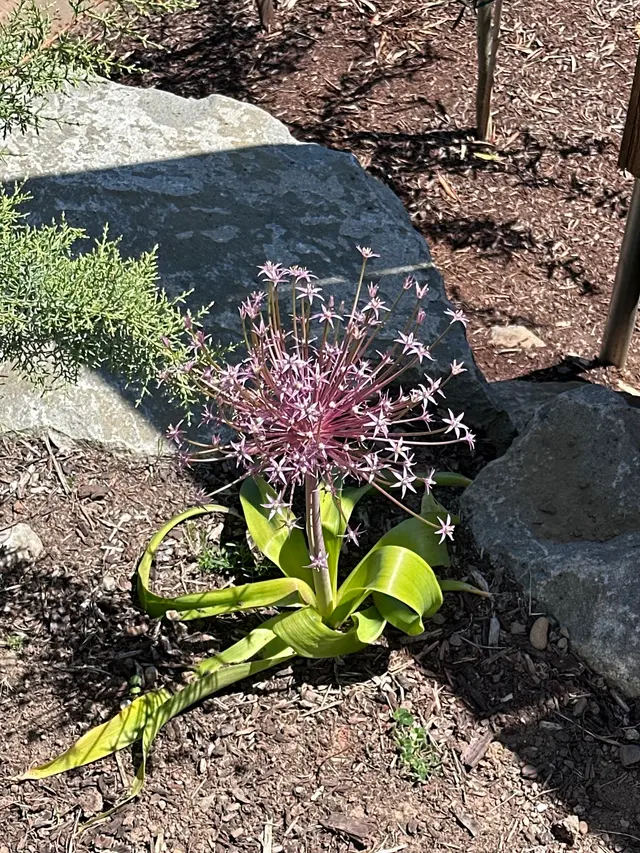 Ant & Garden Organic Pest Control — customer photo 3