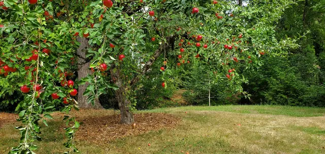 Ant & Garden Organic Pest Control — customer photo 6