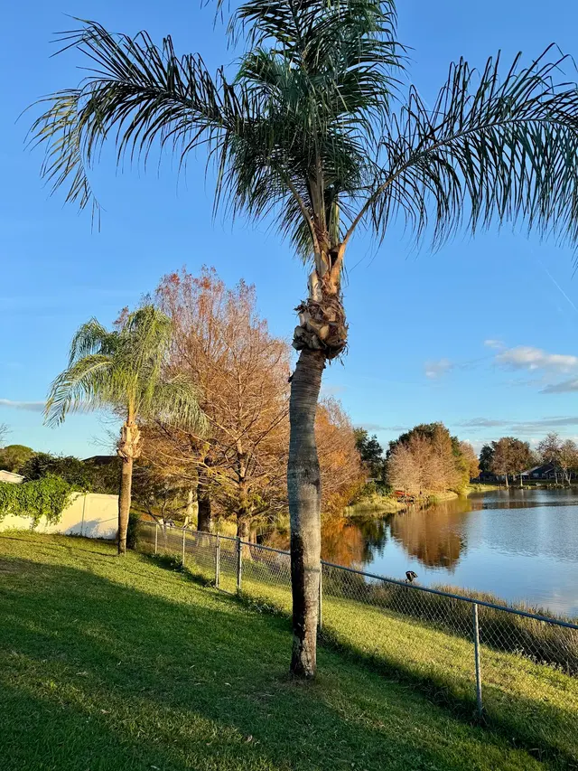 Groskey's Tree Service — customer photo 3
