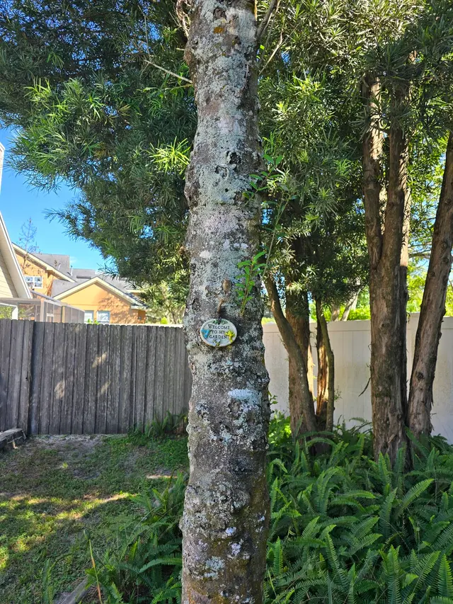 Customer photo of work by THERE'S A WAY TREE SERVICE LLC, from Nick C's review