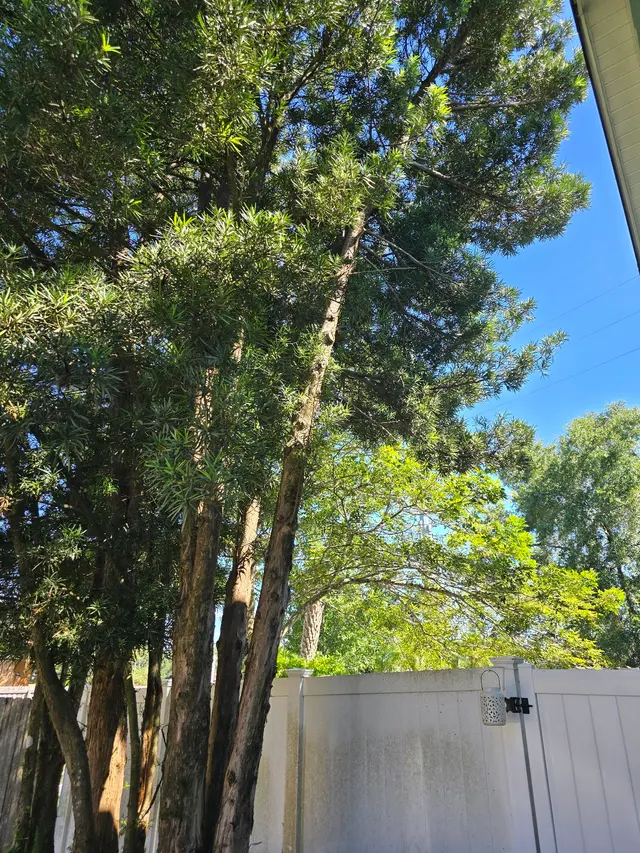 Customer photo of work by THERE'S A WAY TREE SERVICE LLC, from Nick C's review