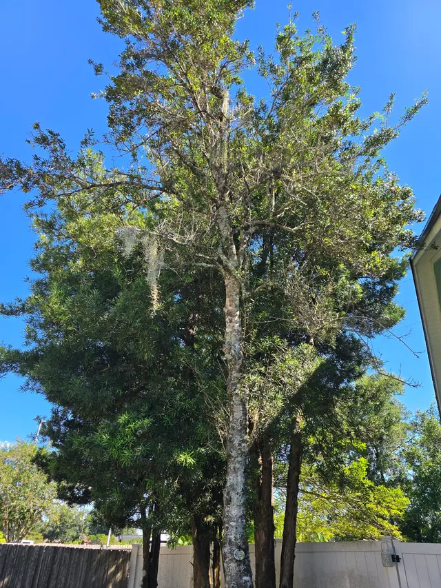 THERE'S A WAY TREE SERVICE LLC — customer photo 5