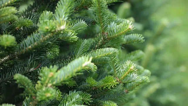 Tree Drop, LLC — photo from the business 7