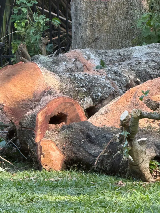 JDW Outdoors Tree & Land Services — customer photo 8