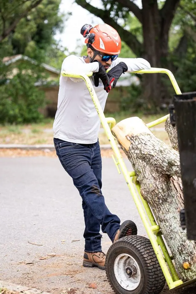 Cerroblanco Tree Service LLC — photo from the business 10