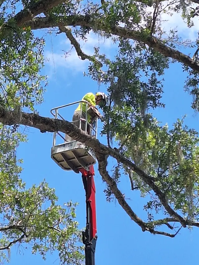 Cerroblanco Tree Service LLC — customer photo 2