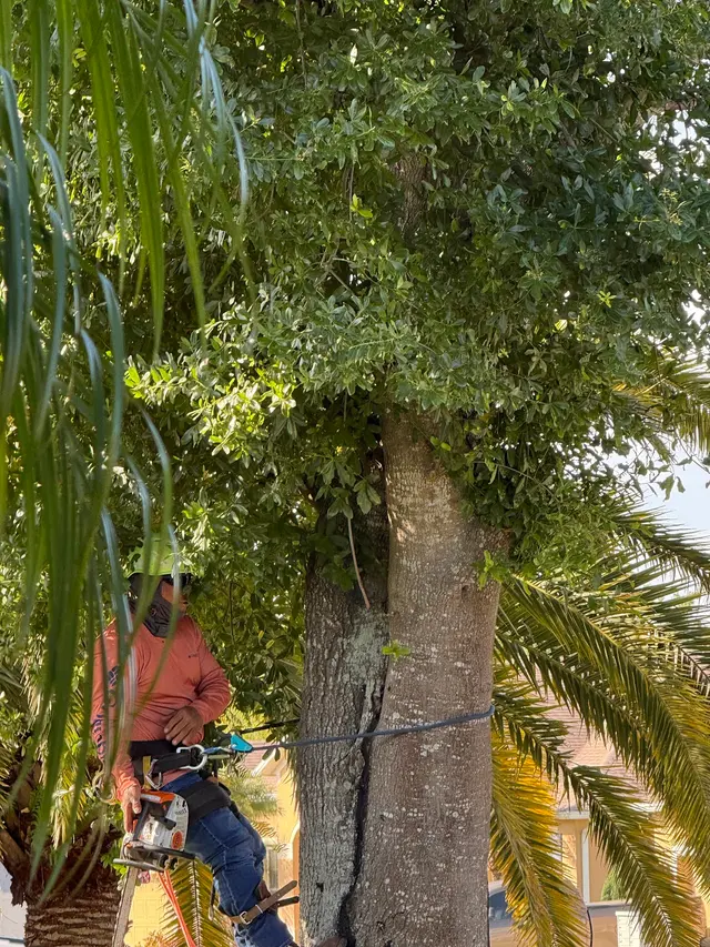 Cerroblanco Tree Service LLC — customer photo 8