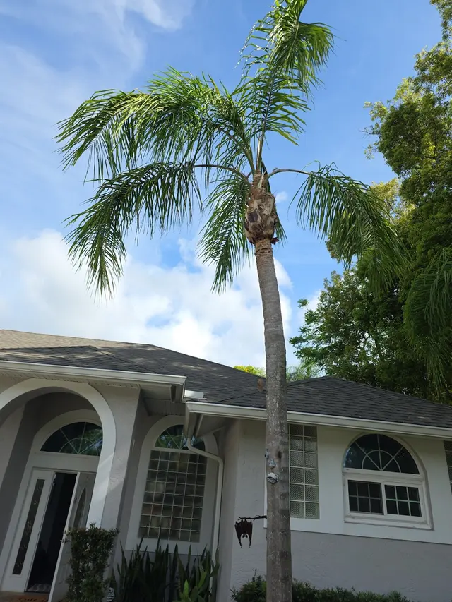Cerroblanco Tree Service LLC — customer photo 5