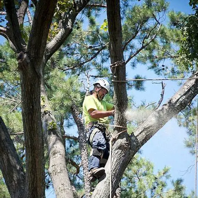 Kevin's Tree Service — photo from the business 12