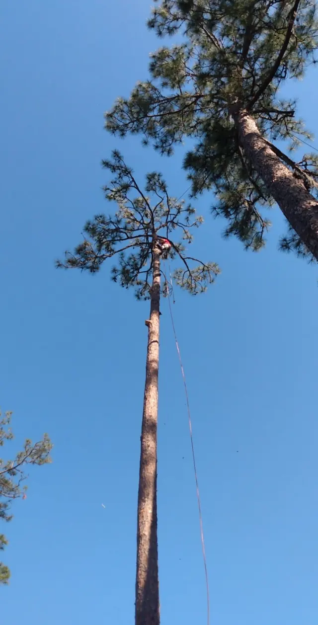 Red Oak Tree Service LLC — photo from the business 7