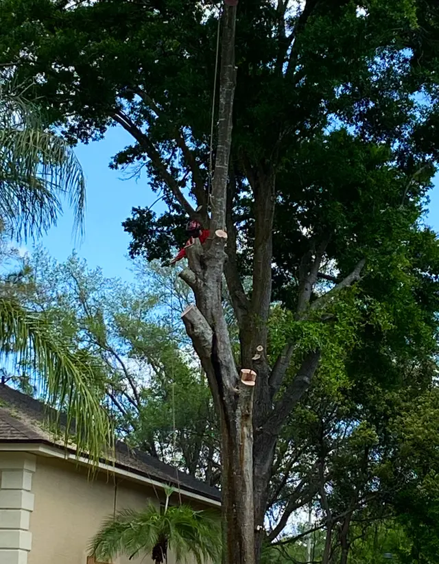 Red Oak Tree Service LLC — photo from the business 1