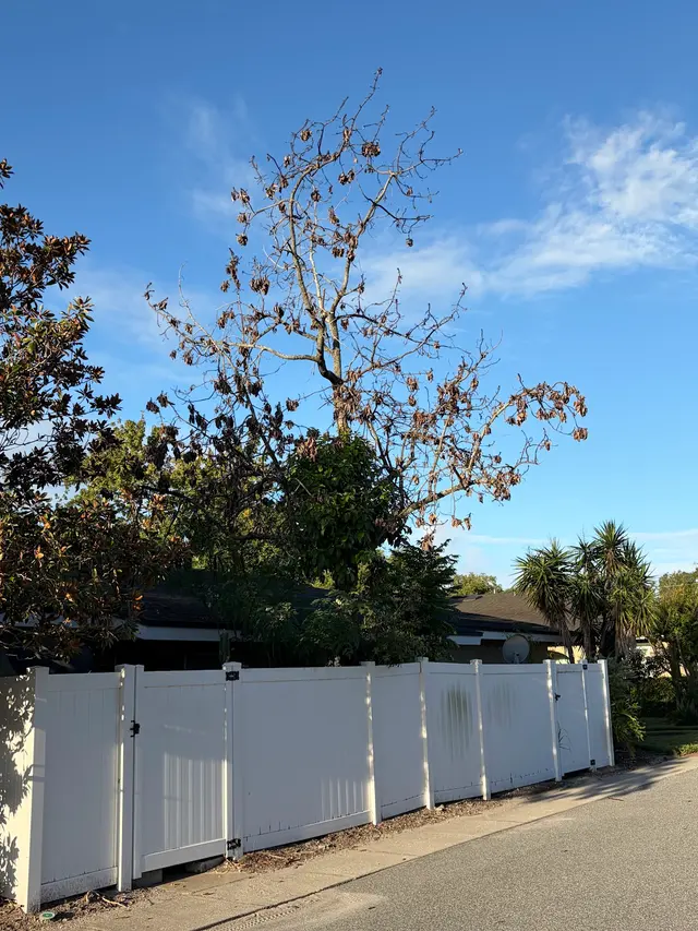 Customer photo of work by Red Oak Tree Service LLC, from Nick Viera's review