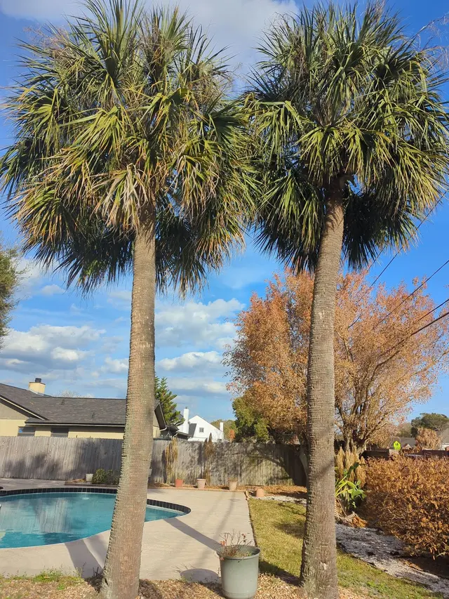 Premier Outdoor Tree Services — customer photo 1