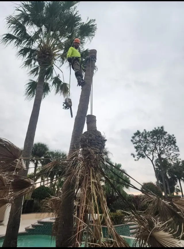 Premier Outdoor Tree Services — photo from the business 10