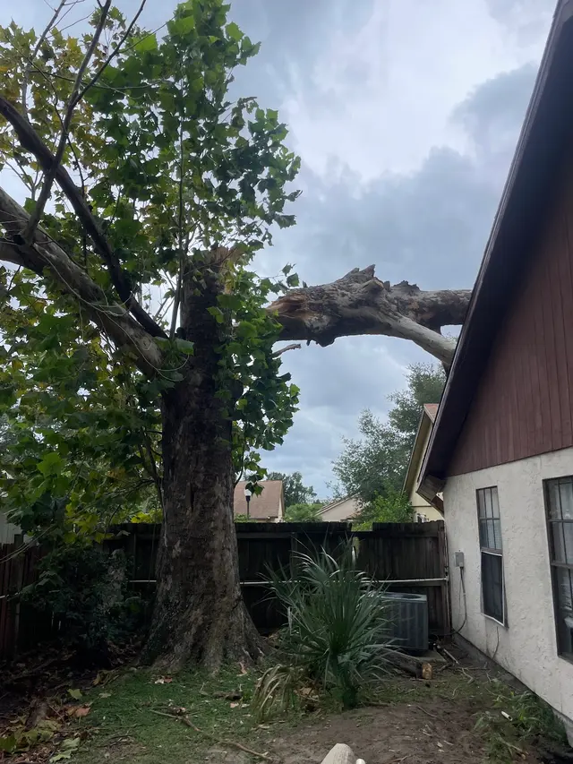 Premier Outdoor Tree Services — photo from the business 11