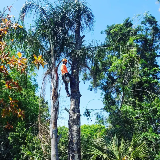 Premier Outdoor Tree Services — photo from the business 12