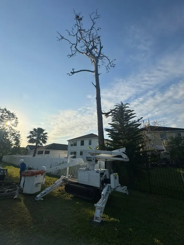 Premier Outdoor Tree Services — photo from the business 2