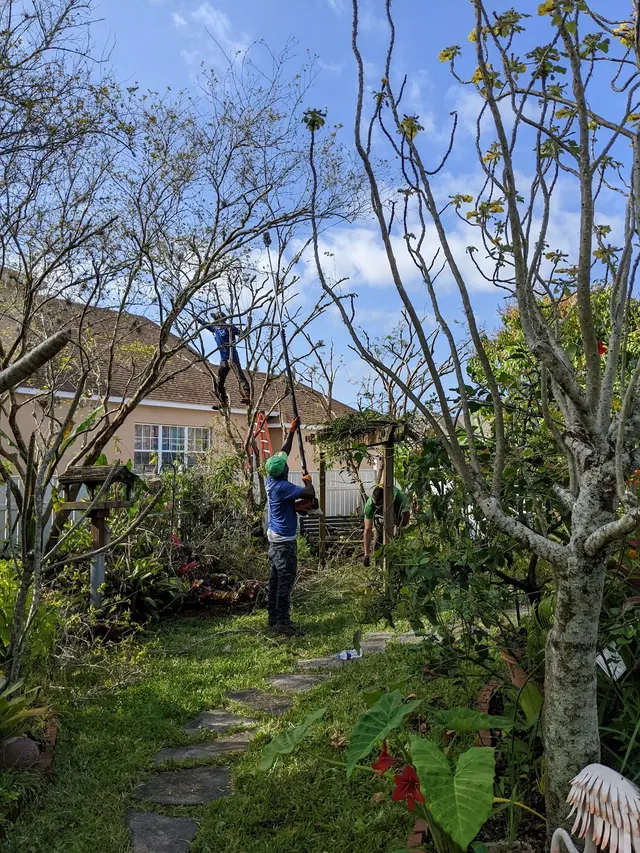 McCullough Tree Service — customer photo 6