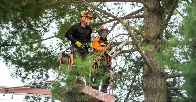 McCullough Tree Service — photo from the business 2