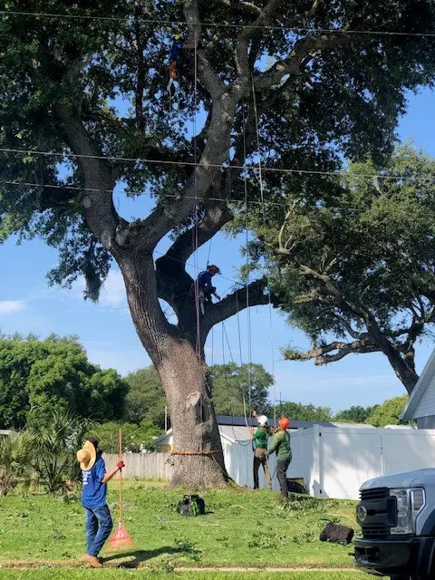 McCullough Tree Service — customer photo 1