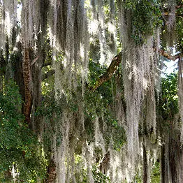 McCullough Tree Service — photo from the business 11