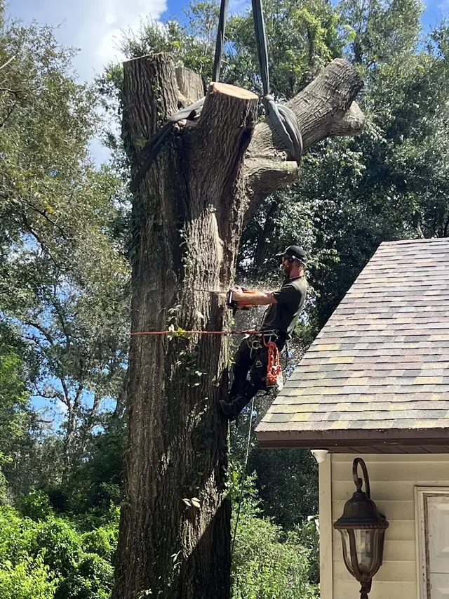 McCullough Tree Service — customer photo 4