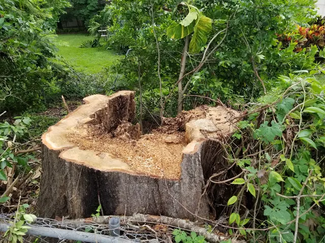 McCullough Tree Service — customer photo 10