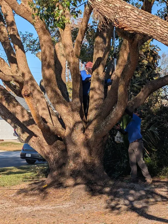 McCullough Tree Service — customer photo 3