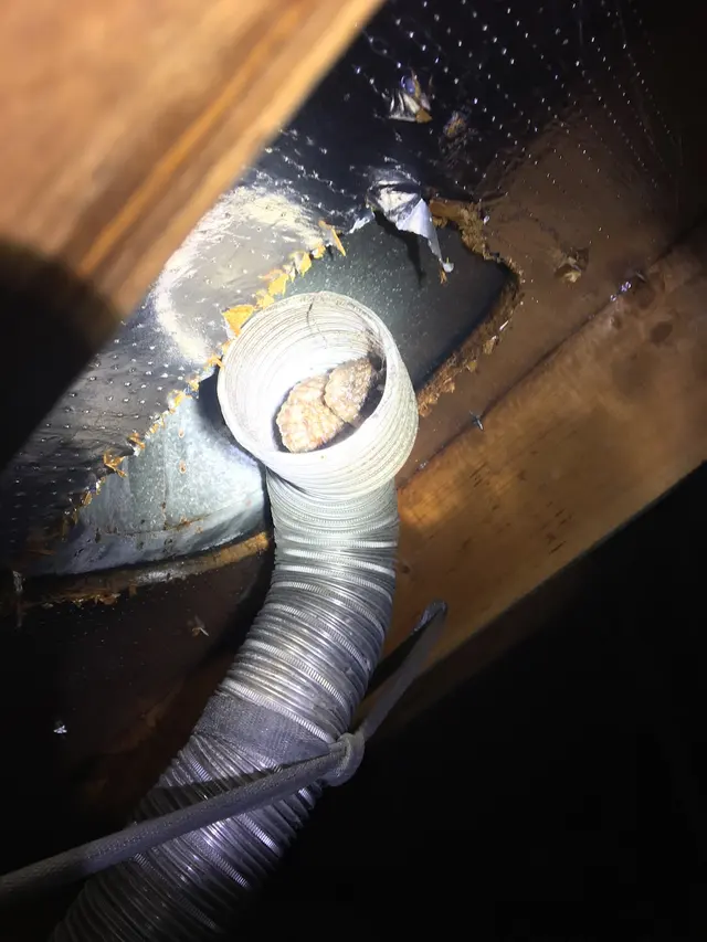 007 Pest & Termite — photo from the business 8