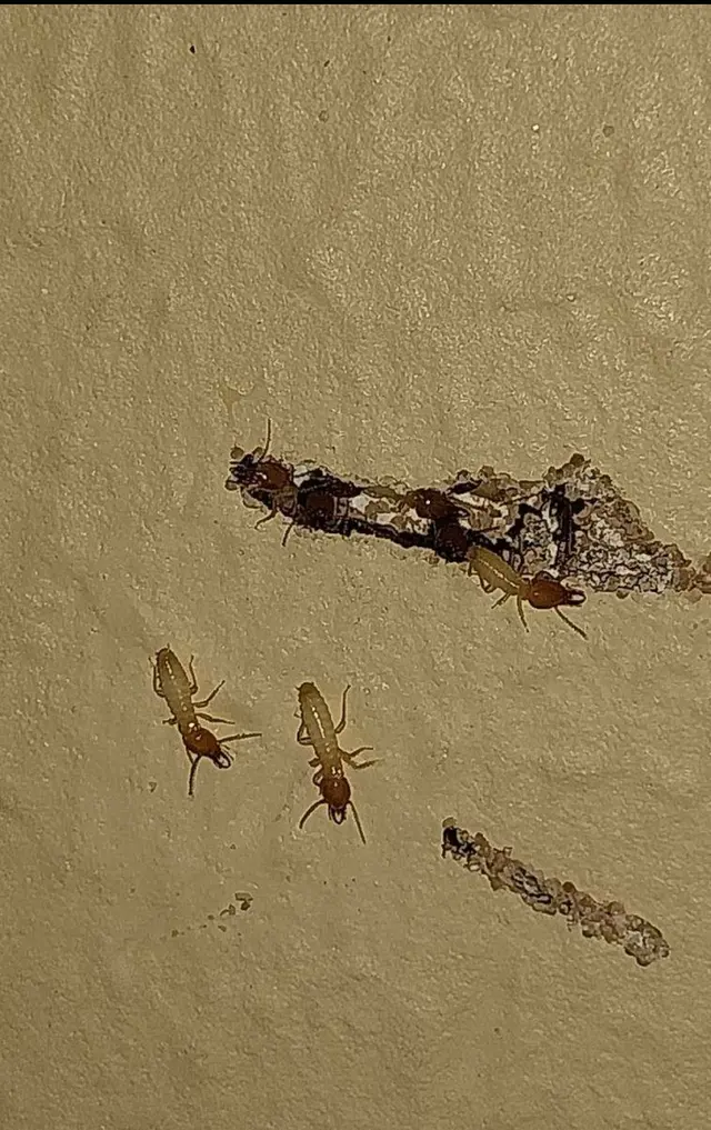 007 Pest & Termite — photo from the business 1