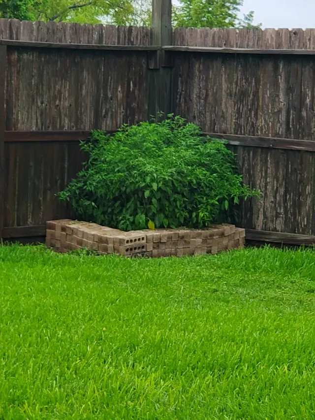 007 Pest & Termite — customer photo 7