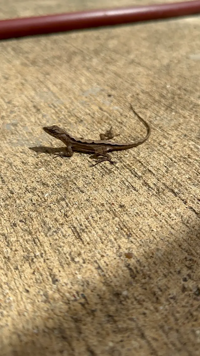 007 Pest & Termite — photo from the business 9