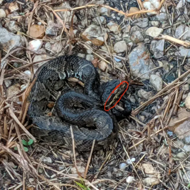 Killum Pest Control — photo from the business 8