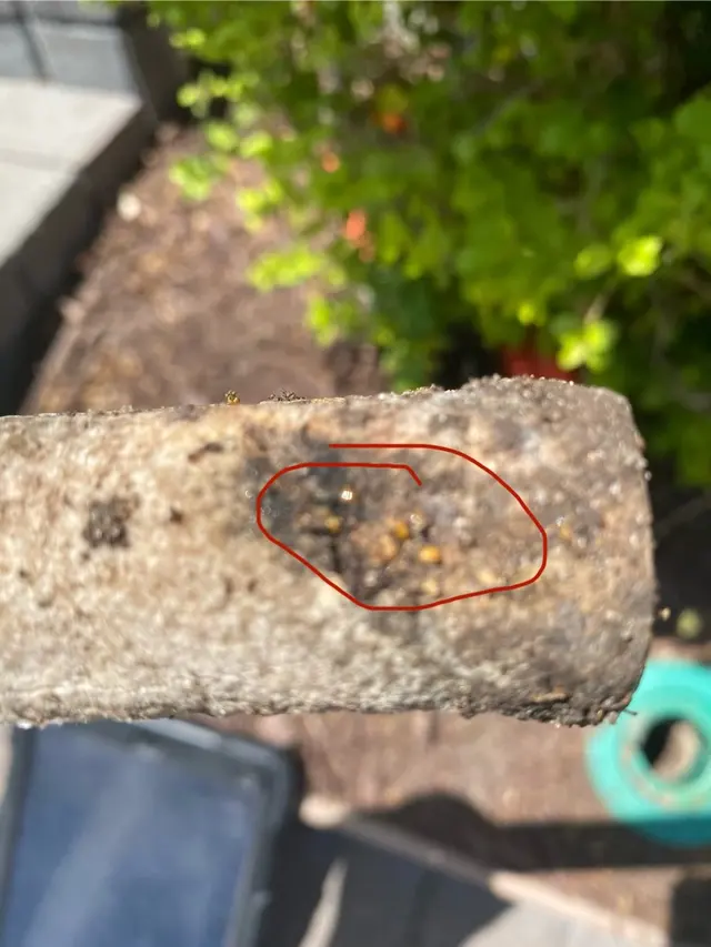 Killum Pest Control — customer photo 11