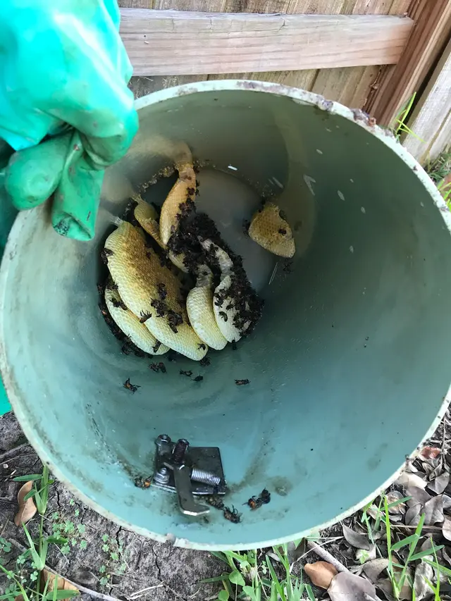 Killum Pest Control — photo from the business 4