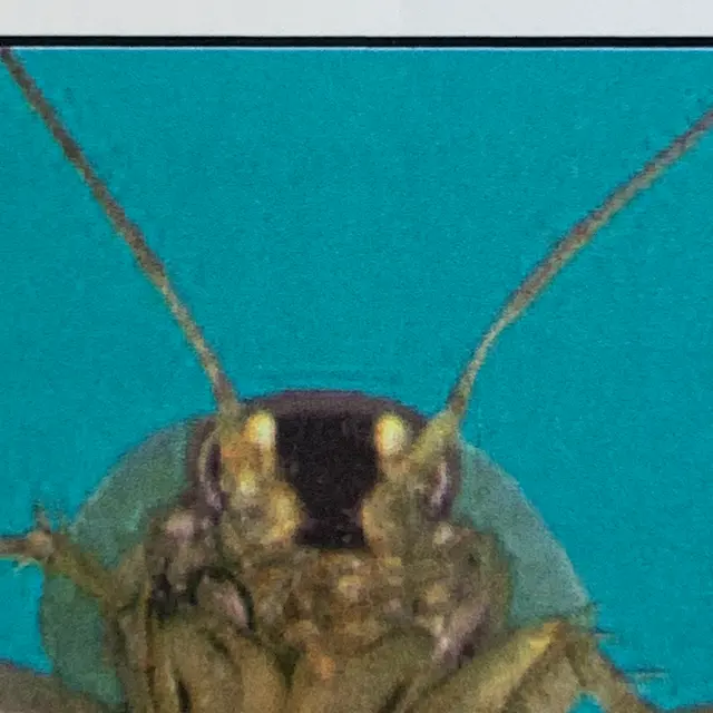 Killum Pest Control — photo from the business 12
