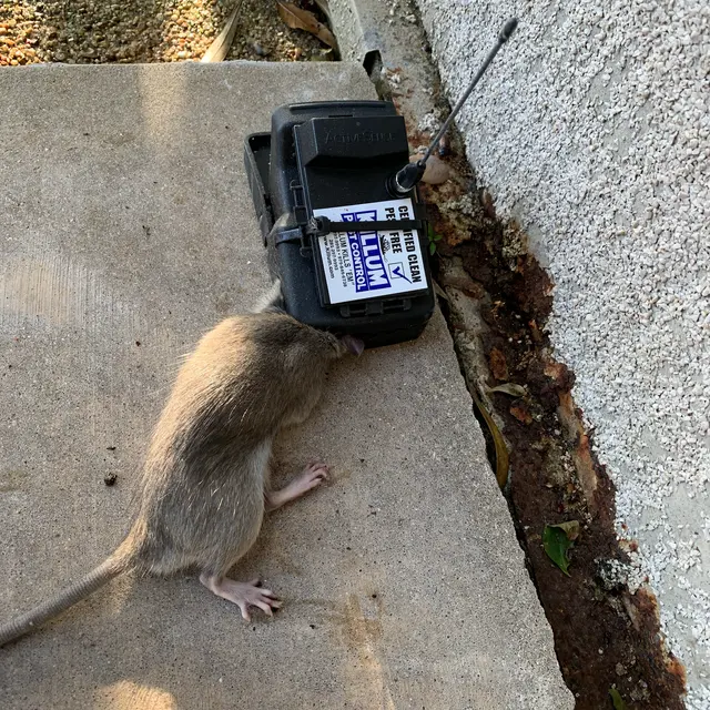 Killum Pest Control — photo from the business 5