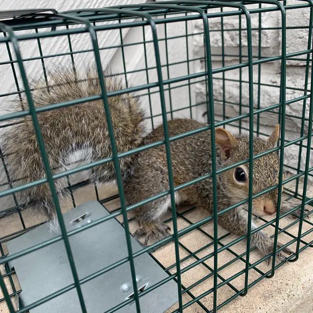 Killum Pest Control — photo from the business 6