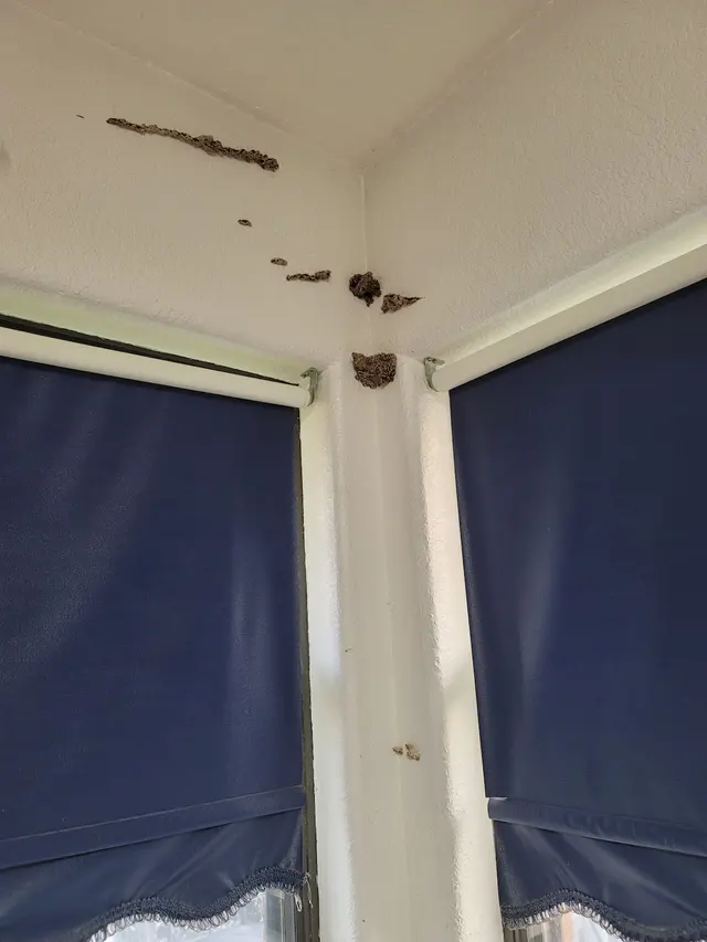 Prokill Pest Control — customer photo 11