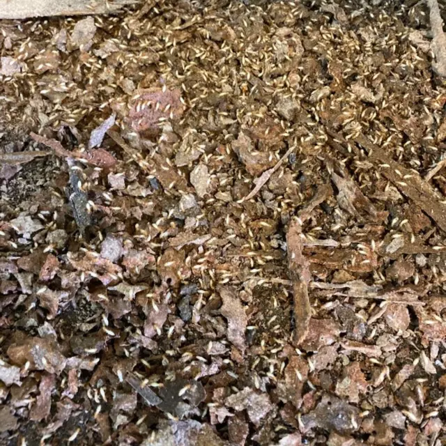 Prokill Pest Control — photo from the business 3