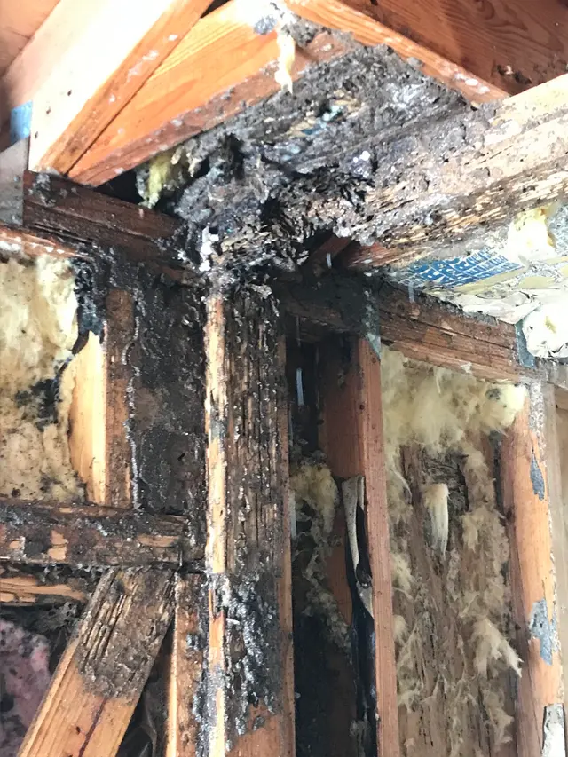 Prokill Pest Control — photo from the business 2