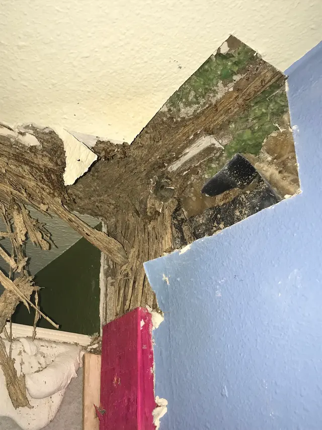 Prokill Pest Control — photo from the business 9