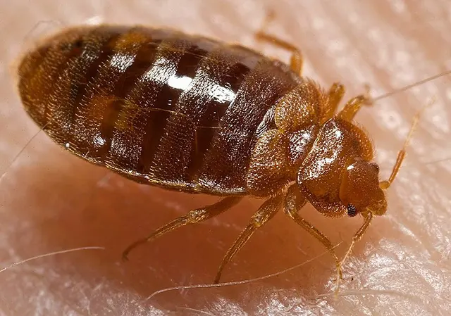 Green Country Pest Control — photo from the business 9