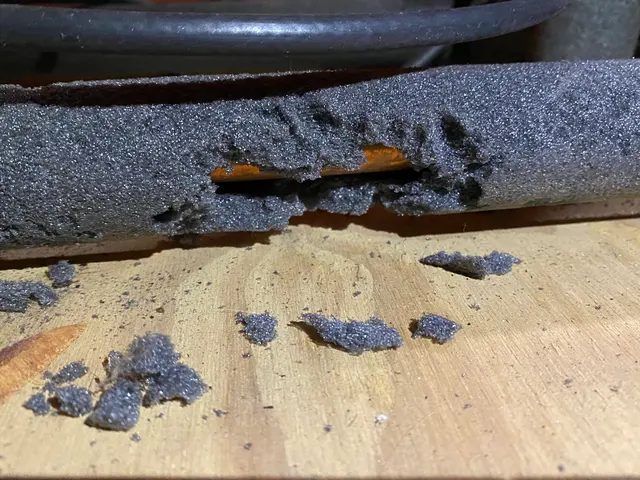 Preventive Pest Control — photo from the business 10