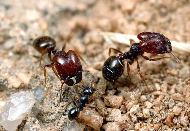 Antimidators Inc. Pest Control — photo from the business 3
